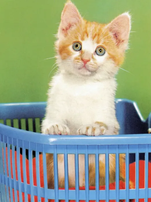 Framed Print : Kitten in Basket Framed Print : Kitten in Basket