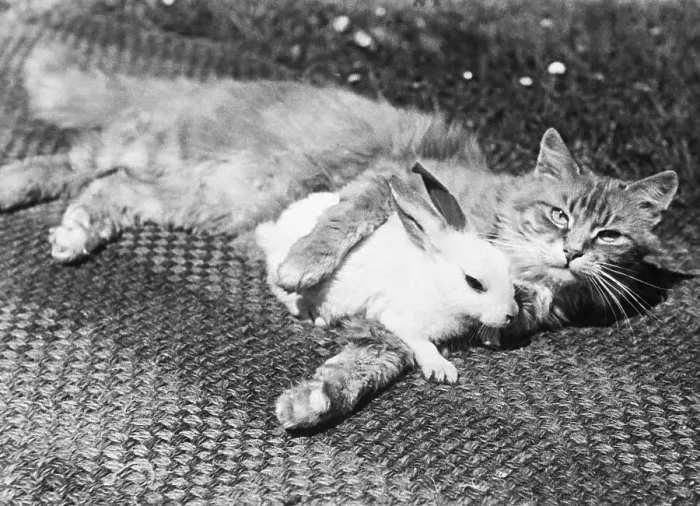 Framed Print : Kitten With Leg Around Rabbit On Rug Framed Print : Kitten With Leg Around Rabbit On Rug