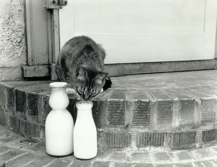 Framed Print : Kitten Licking Milk from a Bottle Framed Print : Kitten Licking Milk from a Bottle
