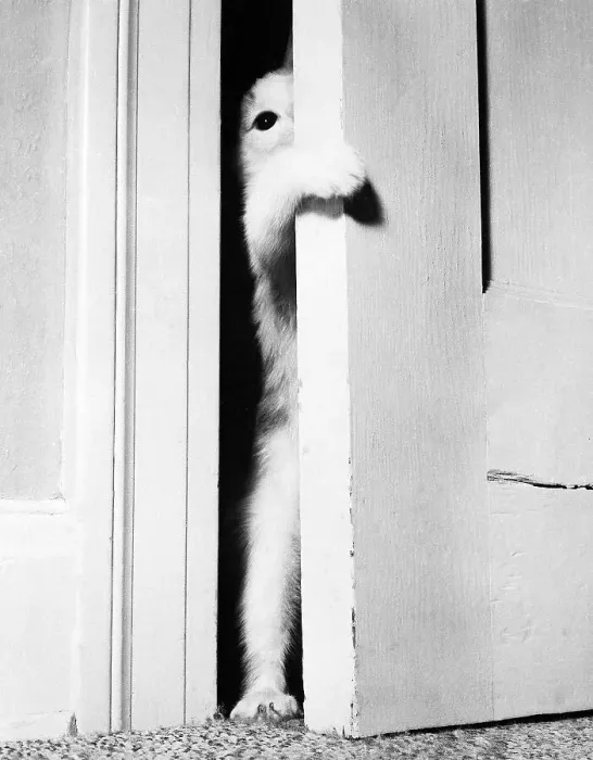 Framed Print : Kitten Looking Through a Doorway Framed Print : Kitten Looking Through a Doorway