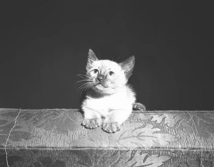 Framed Print : Kitten looking up, (B&W) Framed Print : Kitten looking up, (B&W)