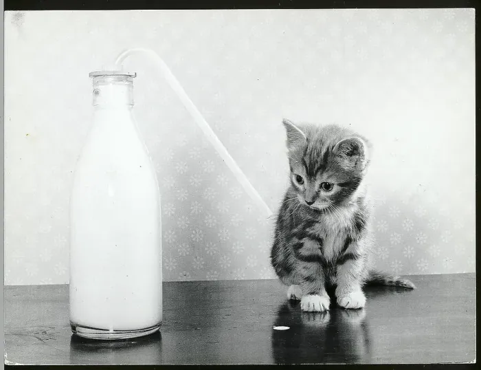 Framed Print : Kitten Sits W / Bottle Of Milk And Straw Framed Print : Kitten Sits W / Bottle Of Milk And Straw