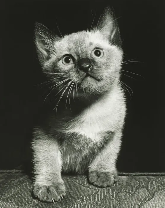 Framed Print : Kitten sitting on edge of chair, (B&W) Framed Print : Kitten sitting on edge of chair, (B&W)