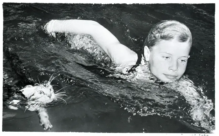 Framed Print : Kitten Swimming With Her Owner