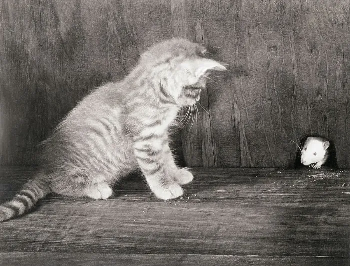 Framed Print : Kitten Watching a Mouse Framed Print : Kitten Watching a Mouse