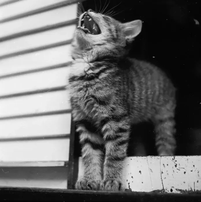 Framed Print : Kitten Yawning Framed Print : Kitten Yawning