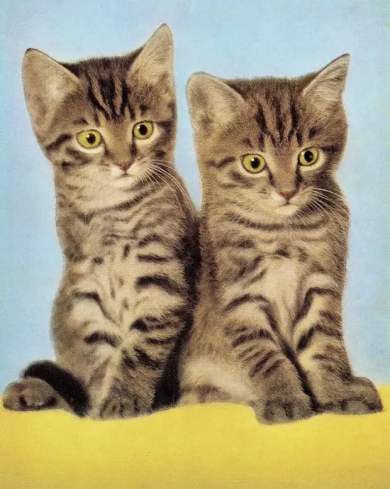 Framed Print : Two Kittens