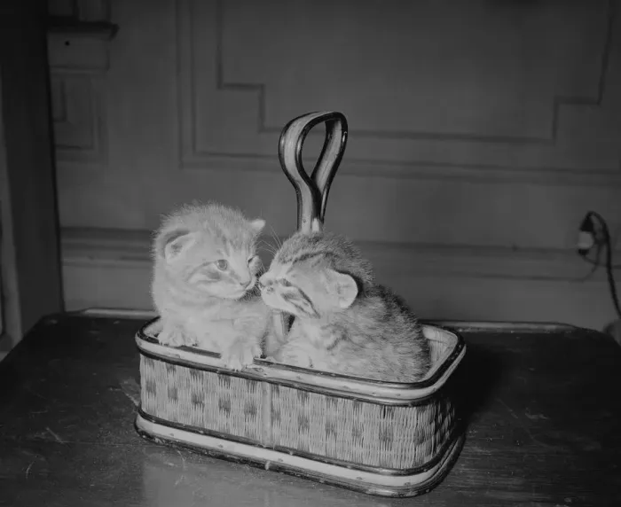 Framed Print : Two kittens in basket, house interior Framed Print : Two kittens in basket, house interior
