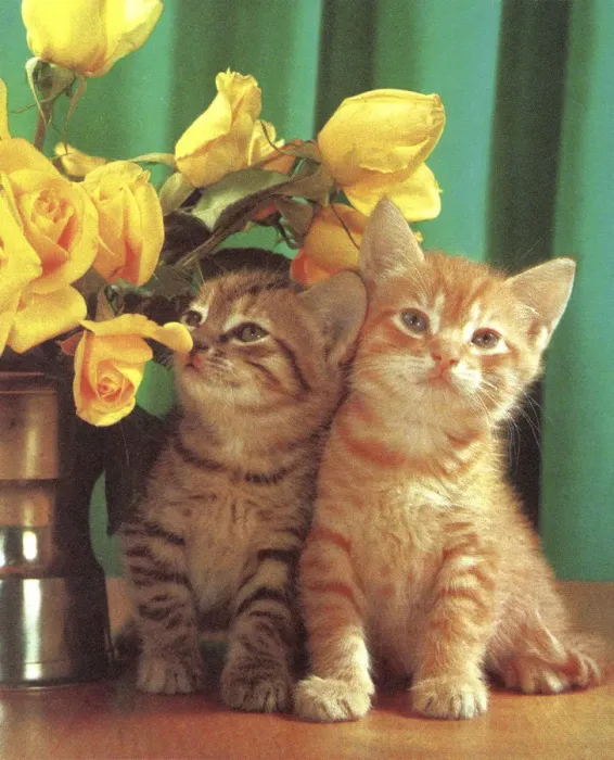 Framed Print : Two Kittens and Flowers Framed Print : Two Kittens and Flowers