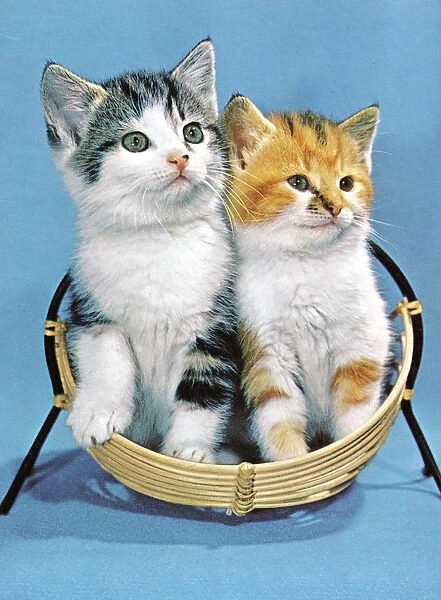 Two Kittens Sitting Together