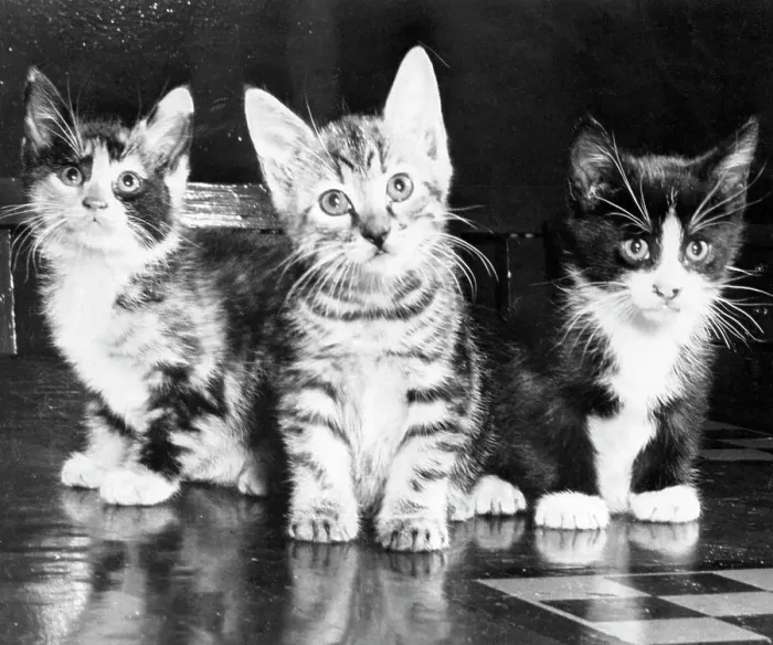 Framed Print : Three Kittens Sitting Framed Print : Three Kittens Sitting