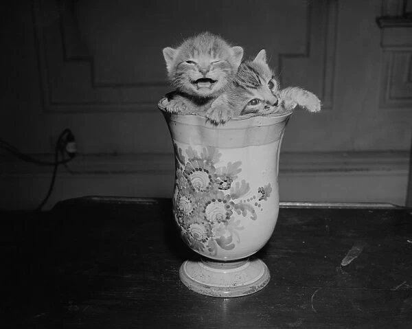 Two kittens in vase, meowing