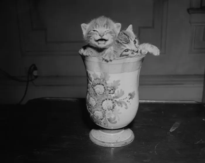 Framed Print : Two kittens in vase, meowing Framed Print : Two kittens in vase, meowing