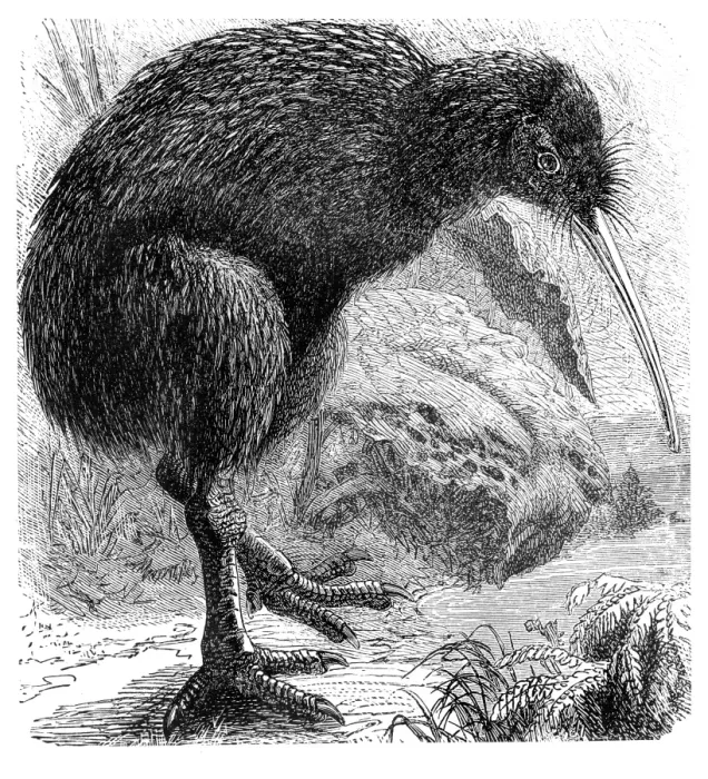 Framed Print : Kiwi (Apteryx Australis)