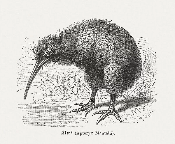 Kiwi, a symbol for New Zealand, wood engraving, published 1897