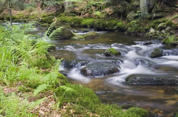 Framed Print : Kleine Ohe forest creek near Waldhaeuser in the Bavarian Forest National Park, Lower Bavaria, Bavaria, Germany, Europe Framed Print : Kleine Ohe forest creek near Waldhaeuser in the Bavarian Forest National Park, Lower Bavaria, Bavaria, Germany, Europe
