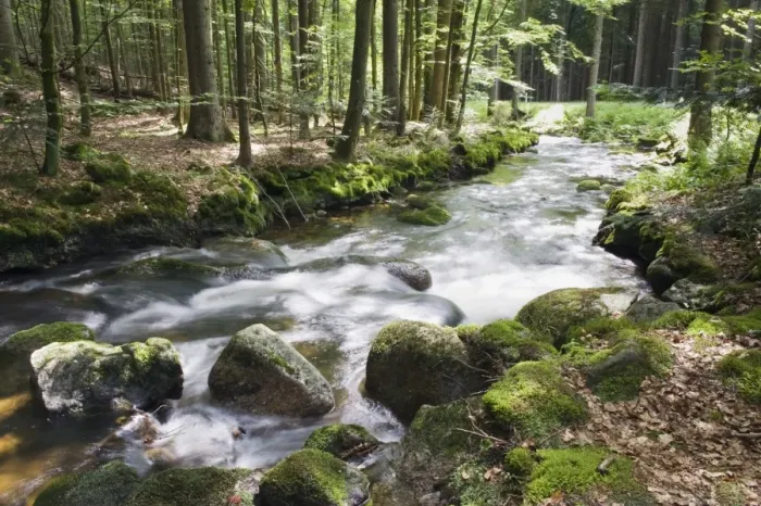 Framed Print : Kleine Ohe forest creek near Waldhaeuser in the Bavarian Forest National Park, Lower Bavaria, Bavaria, Germany, Europe Framed Print : Kleine Ohe forest creek near Waldhaeuser in the Bavarian Forest National Park, Lower Bavaria, Bavaria, Germany, Europe