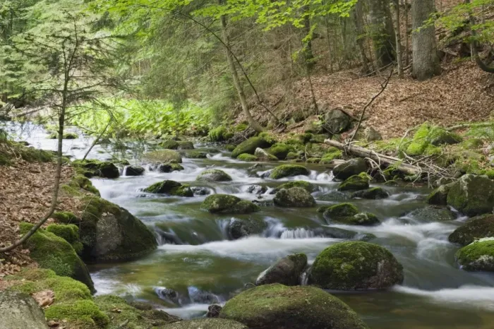 Framed Print : Kleine Ohe forest creek near Waldhaeuser in the Bavarian Forest National Park, Lower Bavaria, Bavaria, Germany, Europe Framed Print : Kleine Ohe forest creek near Waldhaeuser in the Bavarian Forest National Park, Lower Bavaria, Bavaria, Germany, Europe