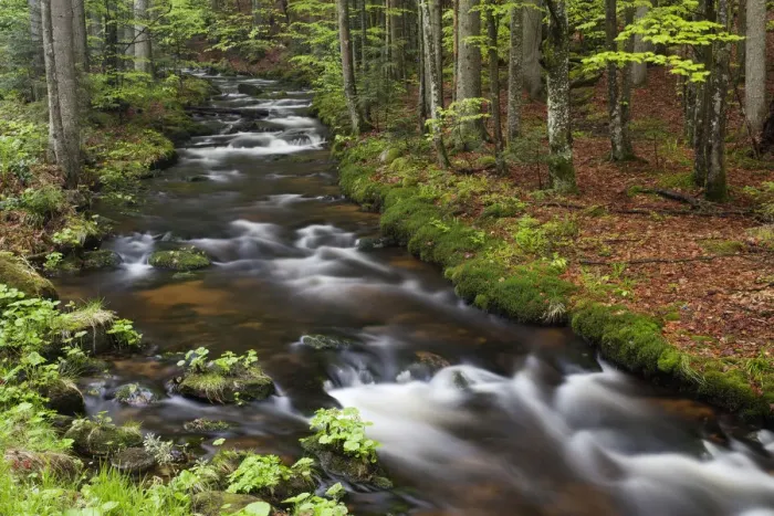 Framed Print : Kleine Ohe or Schollnach stream, Bavarian Forest National Park, Bavaria, Germany Framed Print : Kleine Ohe or Schollnach stream, Bavarian Forest National Park, Bavaria, Germany