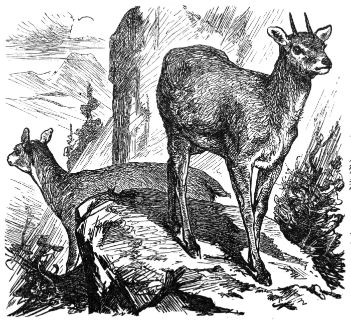 Framed Print : Klipspringer or mvundla, Oreotragus Saltatrix or Oreotragus oreotragusi Framed Print : Klipspringer or mvundla, Oreotragus Saltatrix or Oreotragus oreotragusi