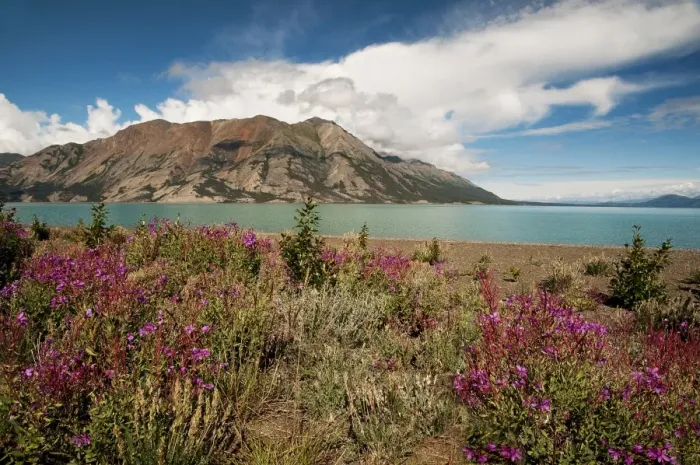 Framed Print : Kluane Lake with wildflowers