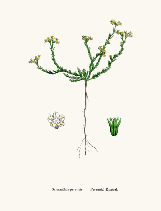 Framed Print : Knawels plant Framed Print : Knawels plant