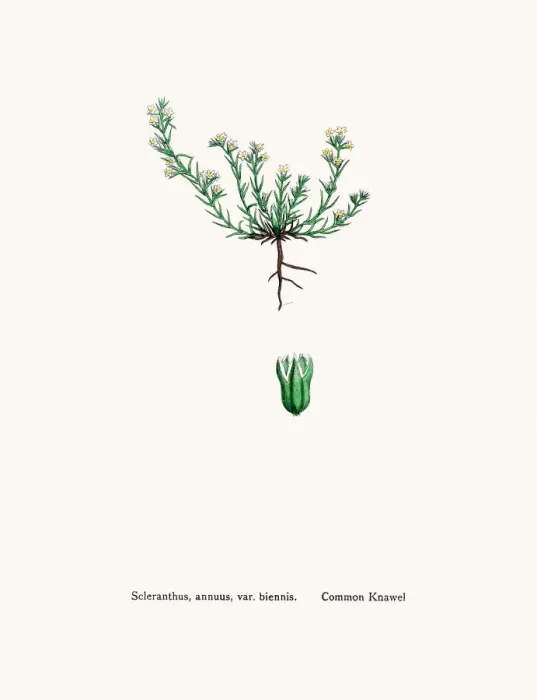 Framed Print : Knawels plant Framed Print : Knawels plant