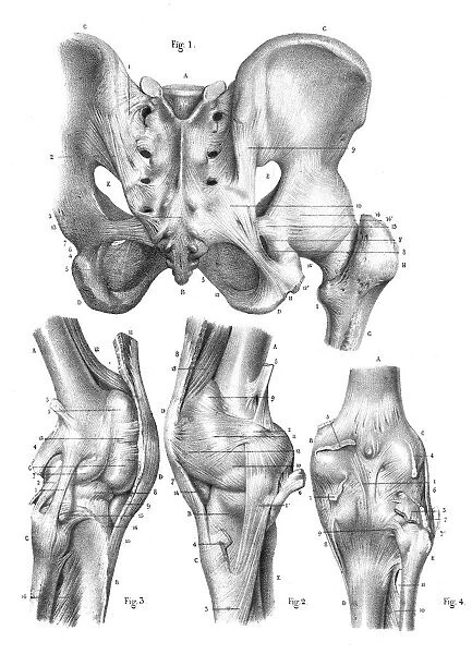 Knee anatomy engraving 1866