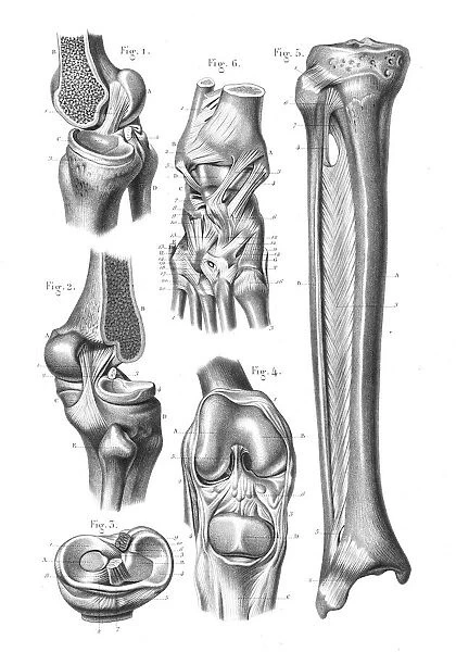 Knee foot joint anatomy engraving 1866