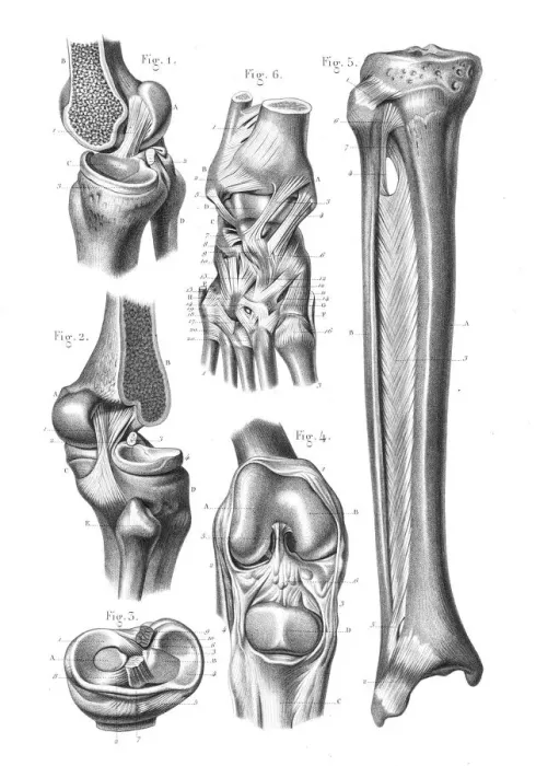 Framed Print : Knee foot joint anatomy engraving 1866