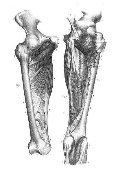 Knee region anatomy engraving 1866