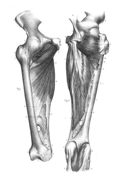 Framed Print : Knee region anatomy engraving 1866 Framed Print : Knee region anatomy engraving 1866