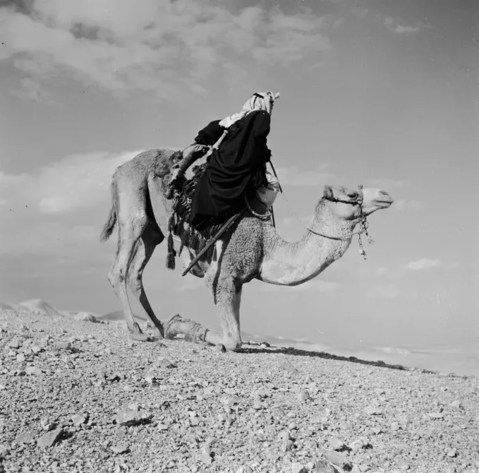 Framed Print : Kneeling Camel Framed Print : Kneeling Camel