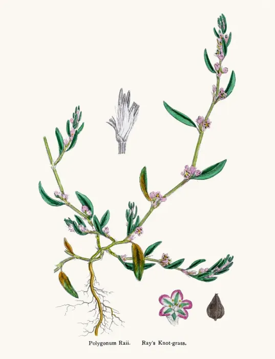 Framed Print : Knotgrass used to treat urinary infections Framed Print : Knotgrass used to treat urinary infections