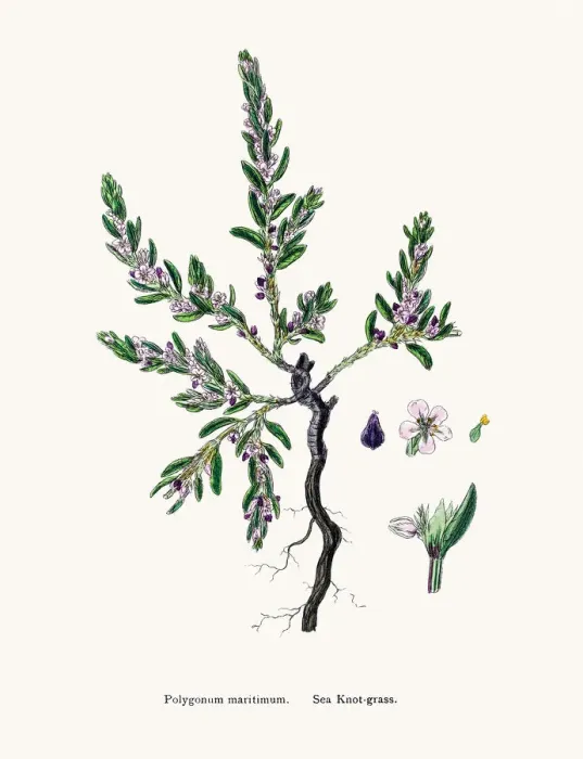 Framed Print : Knotgrass used to treat urinary infections Framed Print : Knotgrass used to treat urinary infections