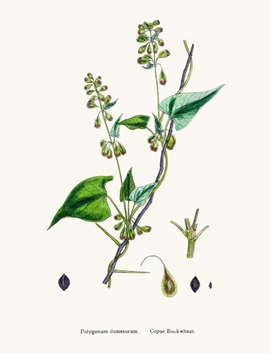 Framed Print : Knotgrass used to treat urinary infections Framed Print : Knotgrass used to treat urinary infections