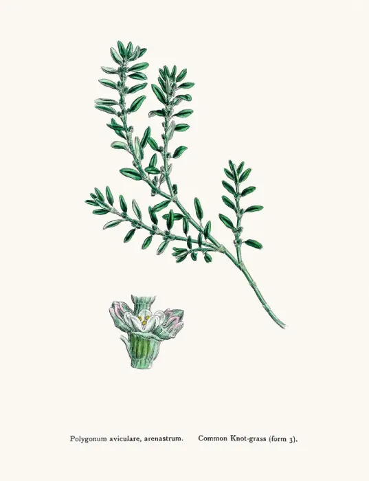 Framed Print : Knotgrass used to treat urinary infections Framed Print : Knotgrass used to treat urinary infections