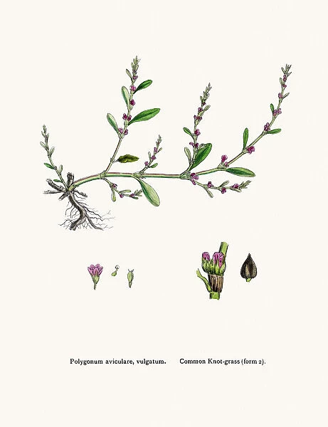 Knotgrass used to treat urinary infections