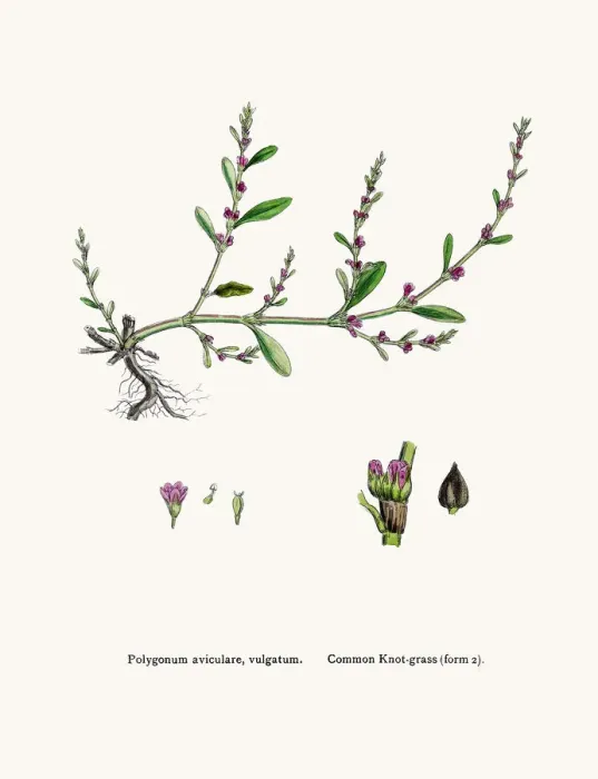 Framed Print : Knotgrass used to treat urinary infections Framed Print : Knotgrass used to treat urinary infections