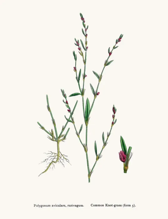 Framed Print : Knotgrass used to treat urinary infections Framed Print : Knotgrass used to treat urinary infections