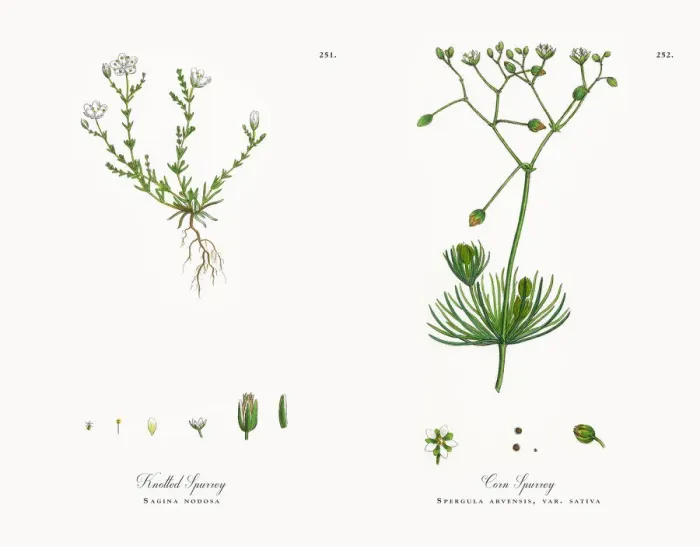 Framed Print : Knotted Spurrey, Sagina nodosa, Victorian Botanical Illustration, 1863 Framed Print : Knotted Spurrey, Sagina nodosa, Victorian Botanical Illustration, 1863