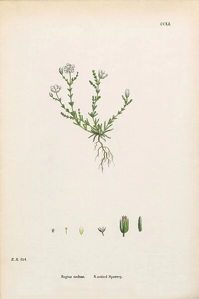 Knotted Spurrey, Sagina nodosa, Victorian Botanical Illustration, 186