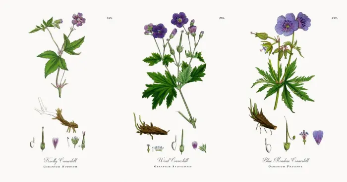 Framed Print : Knotty Cranesbill, Geranium Nodosum, Victorian Botanical Illustration, 1863 Framed Print : Knotty Cranesbill, Geranium Nodosum, Victorian Botanical Illustration, 1863