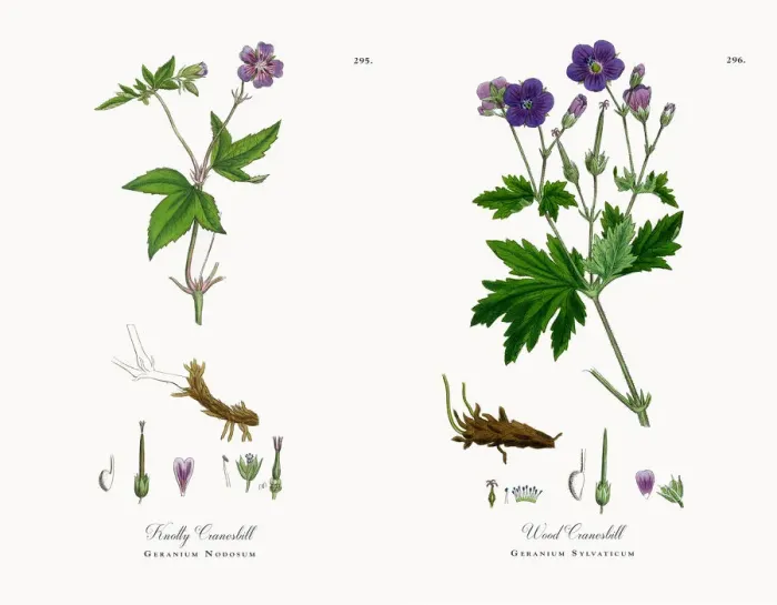 Framed Print : Knotty Cranesbill, Geranium Nodosum, Victorian Botanical Illustration, 1863 Framed Print : Knotty Cranesbill, Geranium Nodosum, Victorian Botanical Illustration, 1863