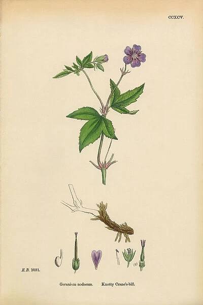 Knotty Cranesbill, Geranium Nodosum, Victorian Botanical Illustration, 1863