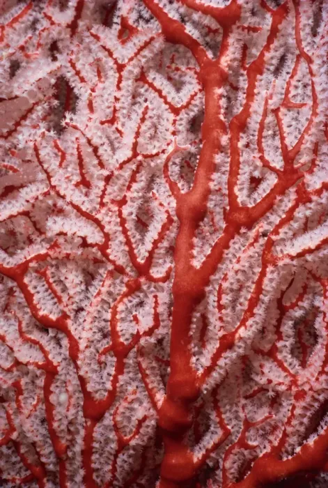 Framed Print : Knotty Gorgonian Coral Framed Print : Knotty Gorgonian Coral