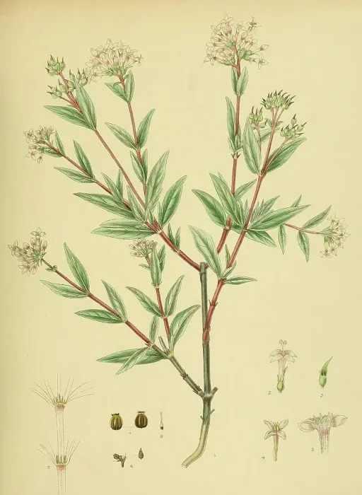 Framed Print : Knoxia platycarpa, native to Southeast Asia, Sri Lanka, digitally restored historical colour print from 1893 Framed Print : Knoxia platycarpa, native to Southeast Asia, Sri Lanka, digitally restored historical colour print from 1893