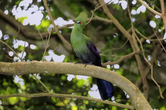 Framed Print : Knysna Turaco or Knysna Lourie -Tauraco corythaix-, adult bird perched on tree, Knysna, Eastern Cape, South Africa Framed Print : Knysna Turaco or Knysna Lourie -Tauraco corythaix-, adult bird perched on tree, Knysna, Eastern Cape, South Africa