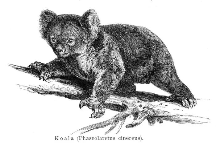 Framed Print : Koala engraving 1895 Framed Print : Koala engraving 1895