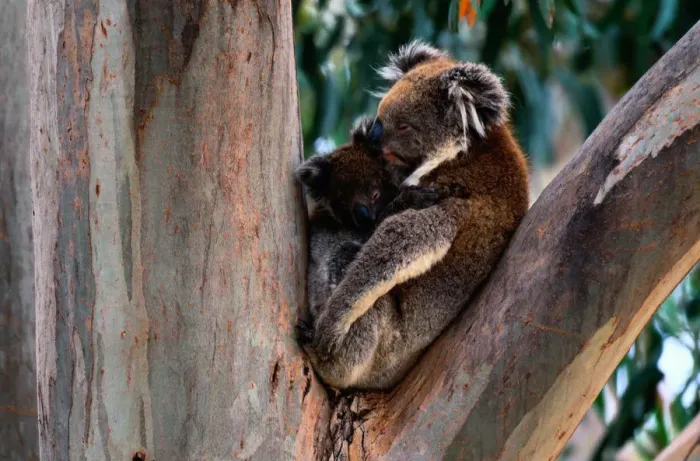 Framed Print : Koala (Phascolarctos cinereus) and baby in tree, Australia Framed Print : Koala (Phascolarctos cinereus) and baby in tree, Australia